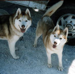 Sunset and her sire, Pal