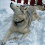 Sambuca enjoying the snow