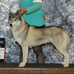 Star National Sled Dog Sweeps